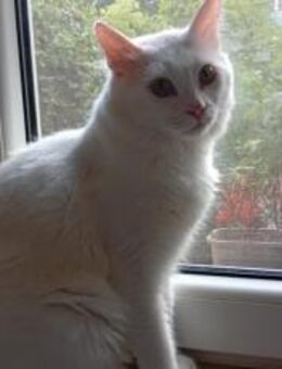 Bings: Schüchterne Seele sucht Vertrauen - München