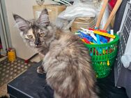 4 glückliches Maine Coon Mädchen - Rüsselsheim