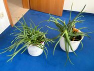 2 große vollfleischige Aloe-Pflanzen inkl. Innen-Topf - München