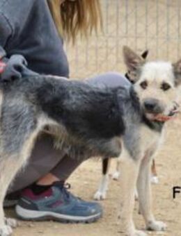 Fosca - Zuhause gesucht - Duisburg