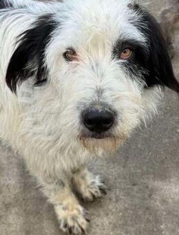 Raja süße Wuschelmaus💖 - Sindelfingen