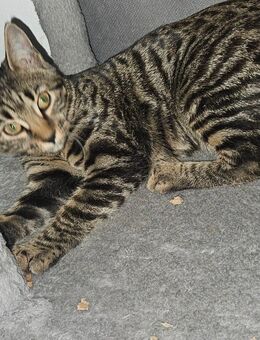 Bengal mix kitte - Diedorf