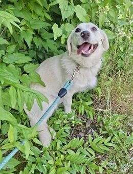 Kleine verspielte Entdeckerin DOLLY ♥️ - München