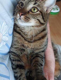 💛Freundliche Mieze Pufi 🐾 - Eislingen (Fils)