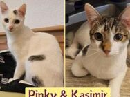 Pinky und Kasimir suchen ein Zuhause - München