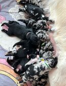 Golden Aussie / Aussie Retriever / Golden Retriever /Australian Shepherd Welpen in 59320