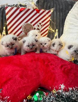 BKH Blue Point und Tabby Point Kitten - Bremen