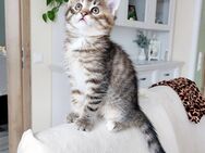 Wunderschöne Kitten - Dingolfing