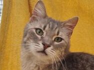 MILO-6 jähriger, wunderschöner Kater - Rösrath