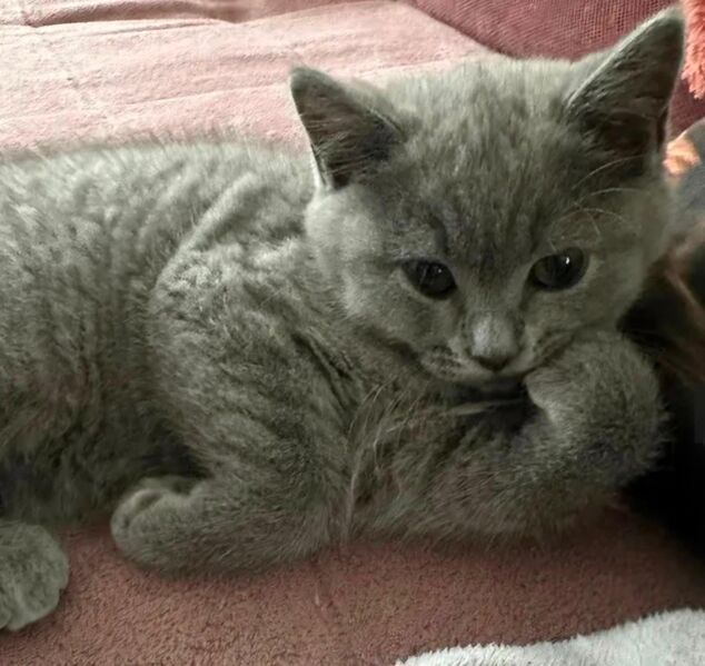 Reinrassige BKH Kitte zu verkaufen - Bramsche