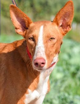 Lucas wurde einfach aussortiert - Laatzen