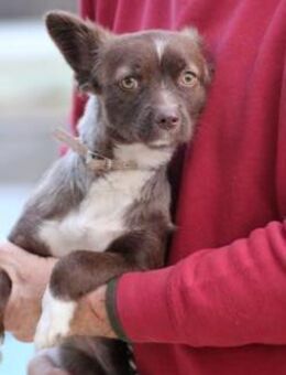 Gipsy - zutrauliche, goldige Junghündin - Lohra