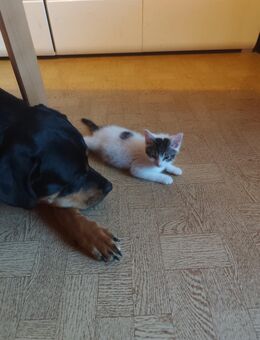 Rottweiler Mix Weiblich - Kitzscher Zentrum