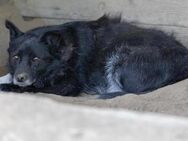 Lara sucht ihr Zuhause - Kallmünz