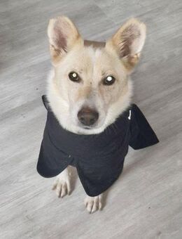 SOS - HERMES verliert sein Zuhause 🆘🆘 - München