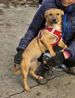 Kleine FOXY möchte IHR ♥️ verschenken - München