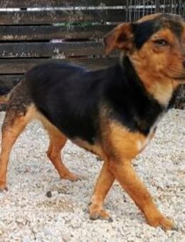 Jasmin1 sucht Vertrauensperson 8/22 GR - Ruppertsecken