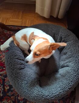 Jack Russel Rüde zu verkaufen - Sinzig Zentrum
