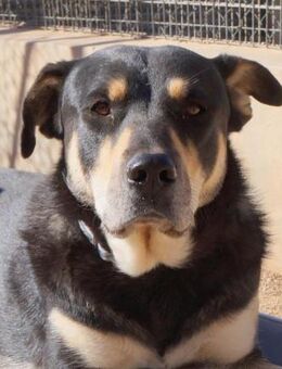 Sayaka - große Herzenshündin - Bad Camberg