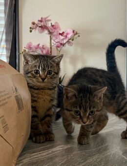 Britsch kurzhaar Kitten - Bad Schussenried