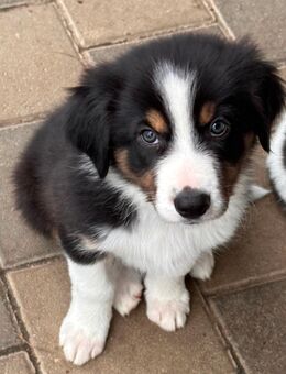 Border Collie Welpen - Nassenfels