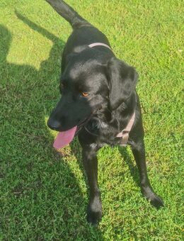 Unser hübscher Labradormischlingsrüde Jonny 1,5 Jahre alt, ca 55 cm , kastr. sucht ein Zuhause - Angern