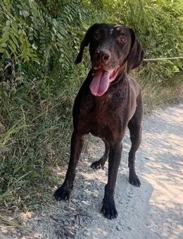 Astor - nasenstark und bildschön - Müglitztal