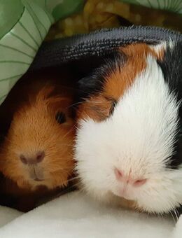 IHR NEUER LIEBLINGSPLATZ ZUM KUSCHELN - IHR EIGENES HAUS! TELEFON 01714863595 - Limbach-Oberfrohna