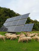 gemischte Schafherde zu verkaufen in 97450