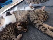 Kleine Kätzchen suchen bald ein neues Zuhause - Reichertshofen
