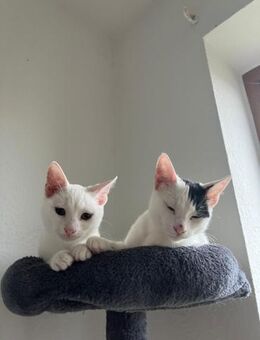 Micky und Apollon aus dem Tierschutz - Grevenbroich