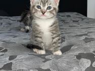 Super süße Babykitten - Heinsberg Zentrum