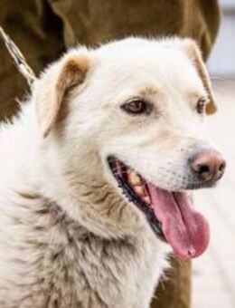 Lucky von kettenlos - Bollingstedt