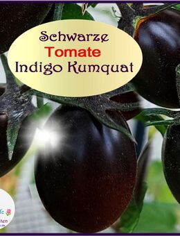 ♥ Blaue Tomate Indigo Kumquat Samen,Lila,schwarz Tulpenstolz,tropischer,Geschmack,samenfest,Garten,Alte Sorte - Hamburg