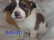 XAVION ❤ sucht Zuhause oder Pflegestelle - Langenhagen