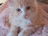 Maine Coon Creme Kater kitten - Gemünden (Felda)