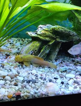 Fische abzugeben - Spiesen-Elversberg