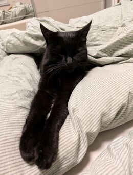 Maine-Coon-Mix in gute Hände abzugeben - Bingen (Rhein)