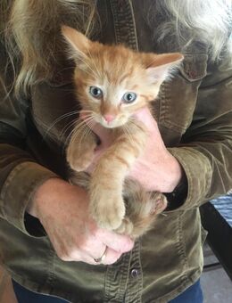 4 Kater und 2 Katzen! - Bernsdorf Zentrum