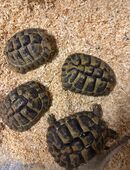 Griechische Landschildkröten Testudo hermanni boettgeri zu verkaufen NZ 2017 und NZ 2019 in 67098