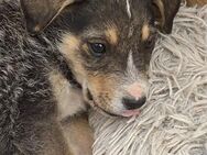 🌟Fröhlicher Welpe Gus🌟 - Eislingen (Fils)