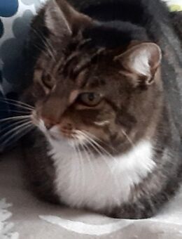 Kater (kastriert) entlaufen - Ahrensburg