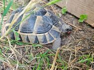 Zwei gesunde Maurische Landschildkröten (Testudo graeca) mit Papieren – nur zusammen abzugeben - Frankfurt (Main)