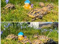Griechische Landschildkröten, Nachzuchten 2022 / 2024 - Mainz