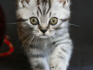 BKH Silvertabby Kitten Britisch Kurzhaar Kitten - Tittmoning