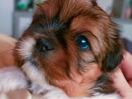 Shih-Tzu Welpen - Lauda-Königshofen