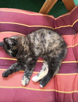 MainCoon/Ragdollkitten - Herrnhut Berthelsdorf