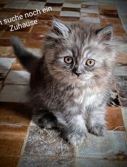 Perser/Heilige Birma Kitten - Gardelegen (Hansestadt)