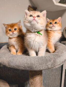 Süsse Reinrassige BKH Kitten mit Stammbaum und Gesundheitszeugnis - Staufenberg (Niedersachsen)