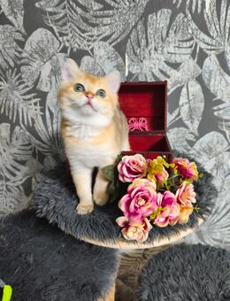 *** Abgabebereit **Süsse Reinrassige BKH Kitten mit Stammbaum und Gesundheitszeugnis - Staufenberg (Niedersachsen)